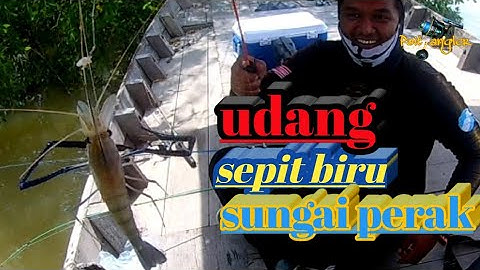 memancing Udang galah/sepit biru/jenggo sungai perak