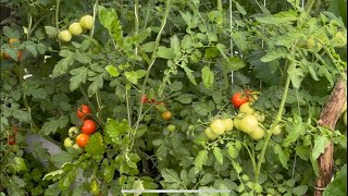 MI HUERTO AL REGRESO DE LAS VACACIONES.  #huertoorganico #vegetables #tomato