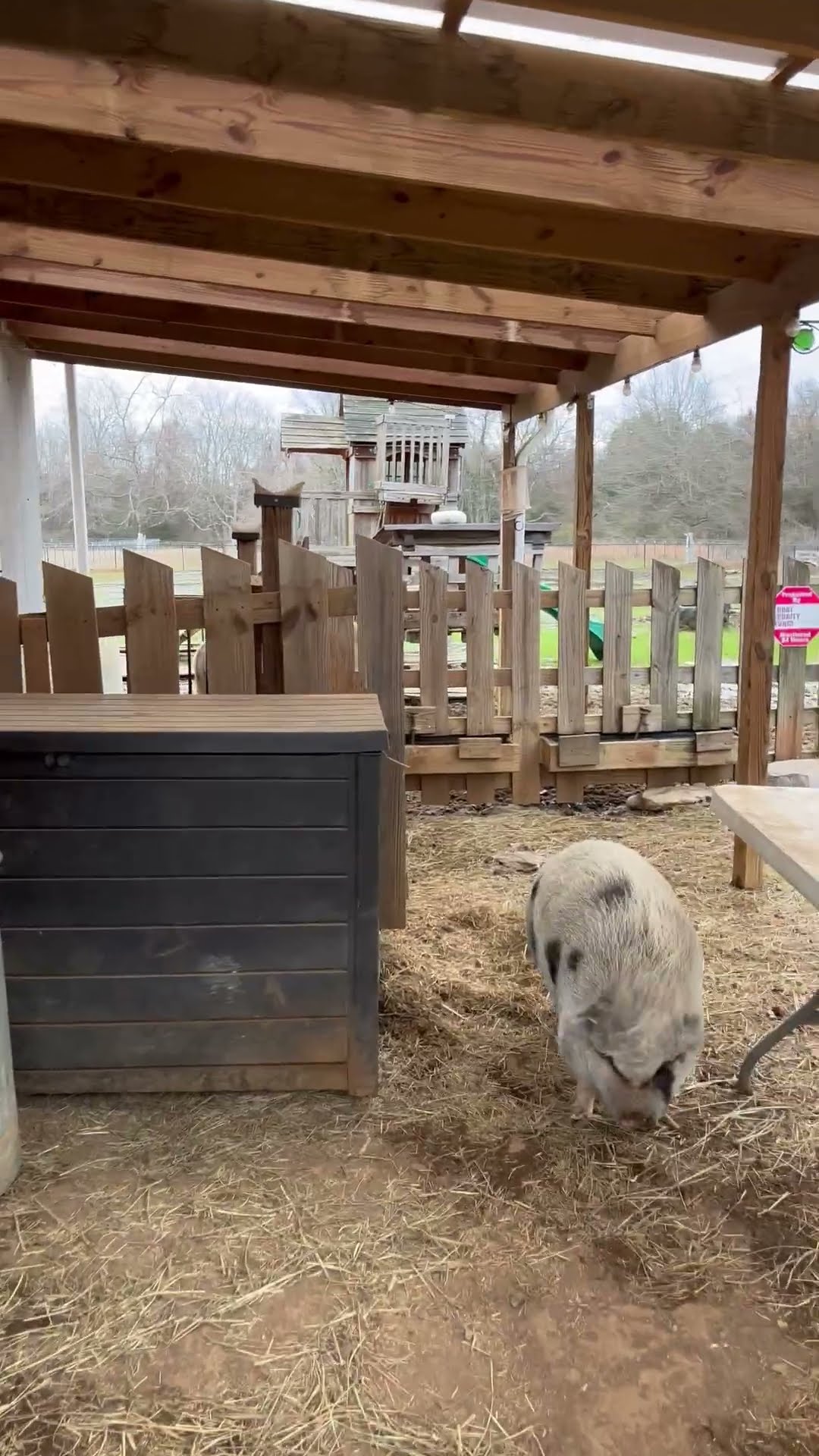 Morning Greeting From Loud Farm Animals || ViralHog