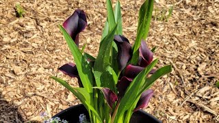 Separating & Storing Calla Lily Rhizomes | Arco Iris Ranch