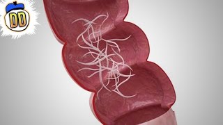 カワニナには寄生虫がいる カワニナには寄生虫がいる