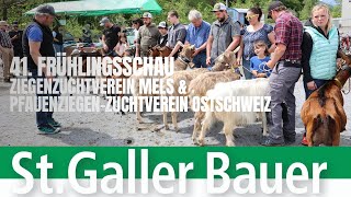 41. Frühlingsschau des Ziegenzuchtvereins Mels und Pfauenziegen-Zuchtverband Ostschweiz