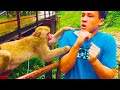 Animals Unexpected Attack On Human - Funny Animals Attack || PETASTIC 🐾