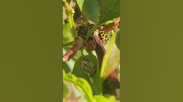 Why not spray your fruit trees ? Because of a LADY BUG POPULATION EXPLOSION !