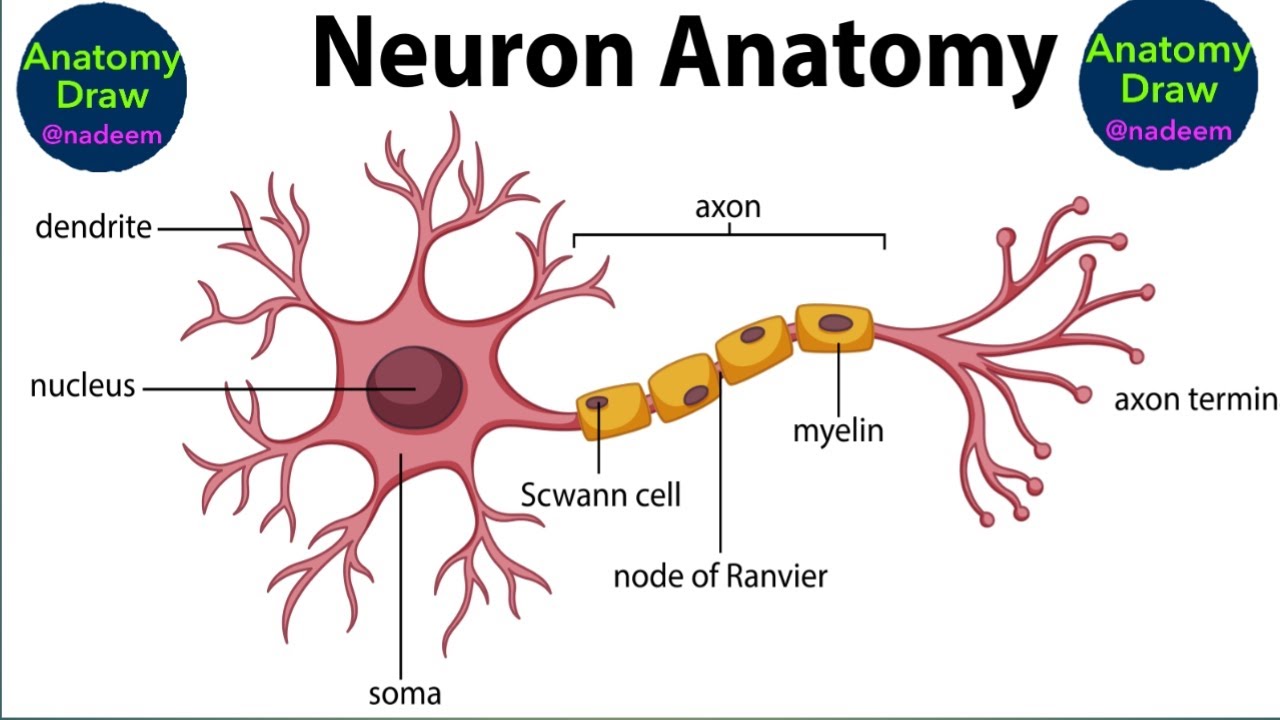 How to draw neuron structure_with label/step by step|Anatomy Draw_720p