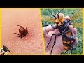 10 Najbardziej niebezpiecznych owadów na świecie