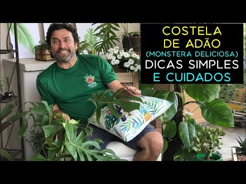 Vídeo: Árvore de Adão em casa: descrição, plantio, cultivo, cuidados e comentários