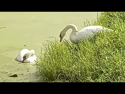 Duck and Swan