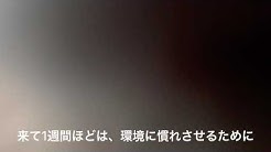 ほとんど嫁と時々ペット Youtube