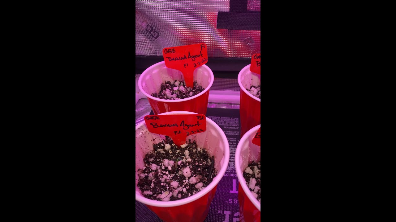 All the new genetics popped!!!