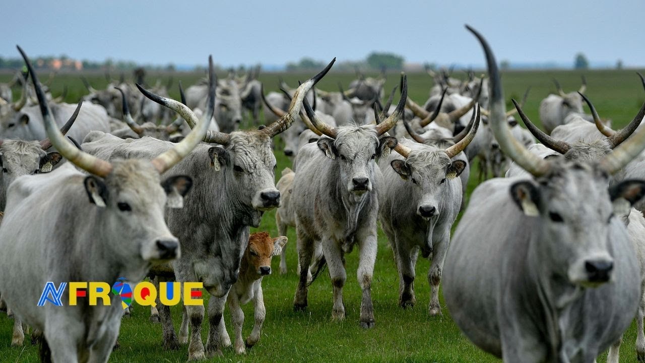 Le lait coule aussi au Tchad grâce à Israël