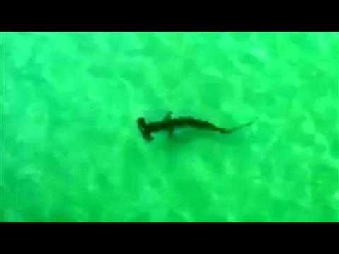 Hammerhead Shark Frightens Swimmers in Florida - 동영상