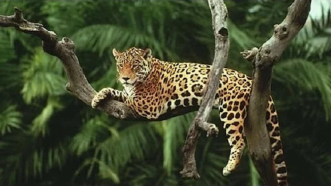 Epic Jungle Music - Jaws of the Jaguar