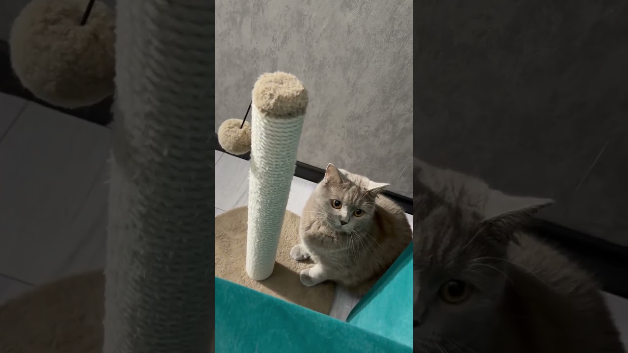 Double trouble at the scratching post!