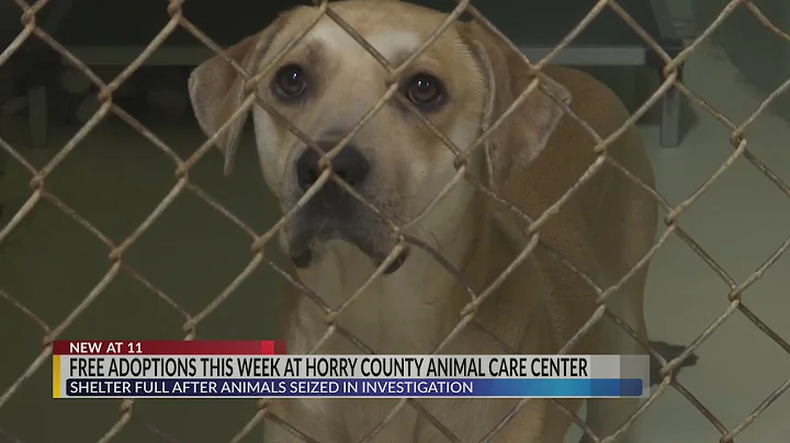 Horry County Animal Care Center offers free adoptions all week