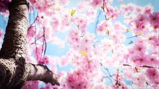 Blooming cherry blossoms with relaxing piano music | Summer background video