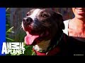 Waiting for a Forever Home: Wanda | Pit Bulls & Parolees Waiting for a Forever Home: Wanda | Pit Bulls & Parolees