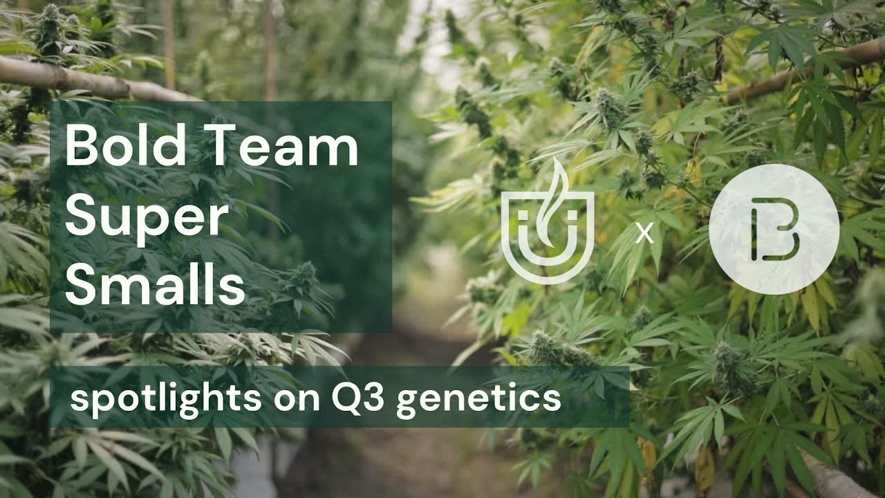 Bold Team | Smalls Genetic Index | Q3 '22