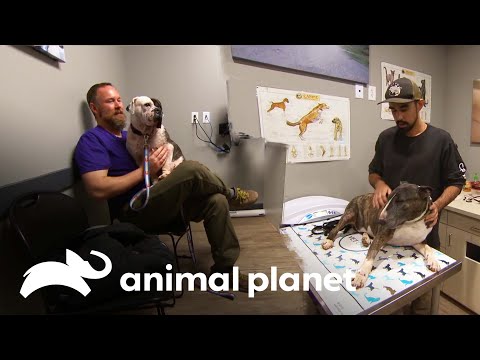 Vídeo: Como aproveitar ao máximo a nomeação de seu cão veterinário