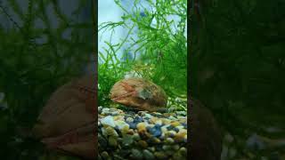 Креветки кушоют таблетку для сомов #креветка #неокаридины #shrimp #аквариум