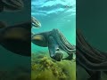 Sepia gigante cambia de color y textura frente a la cámara de Bri Heaney. ¡Biología en acción!