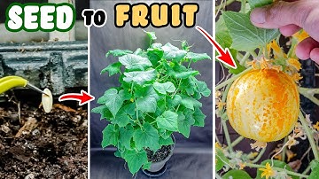 Lemon Cucumber Plant Growing Time Lapse - Seed To Fruit (94 Days)