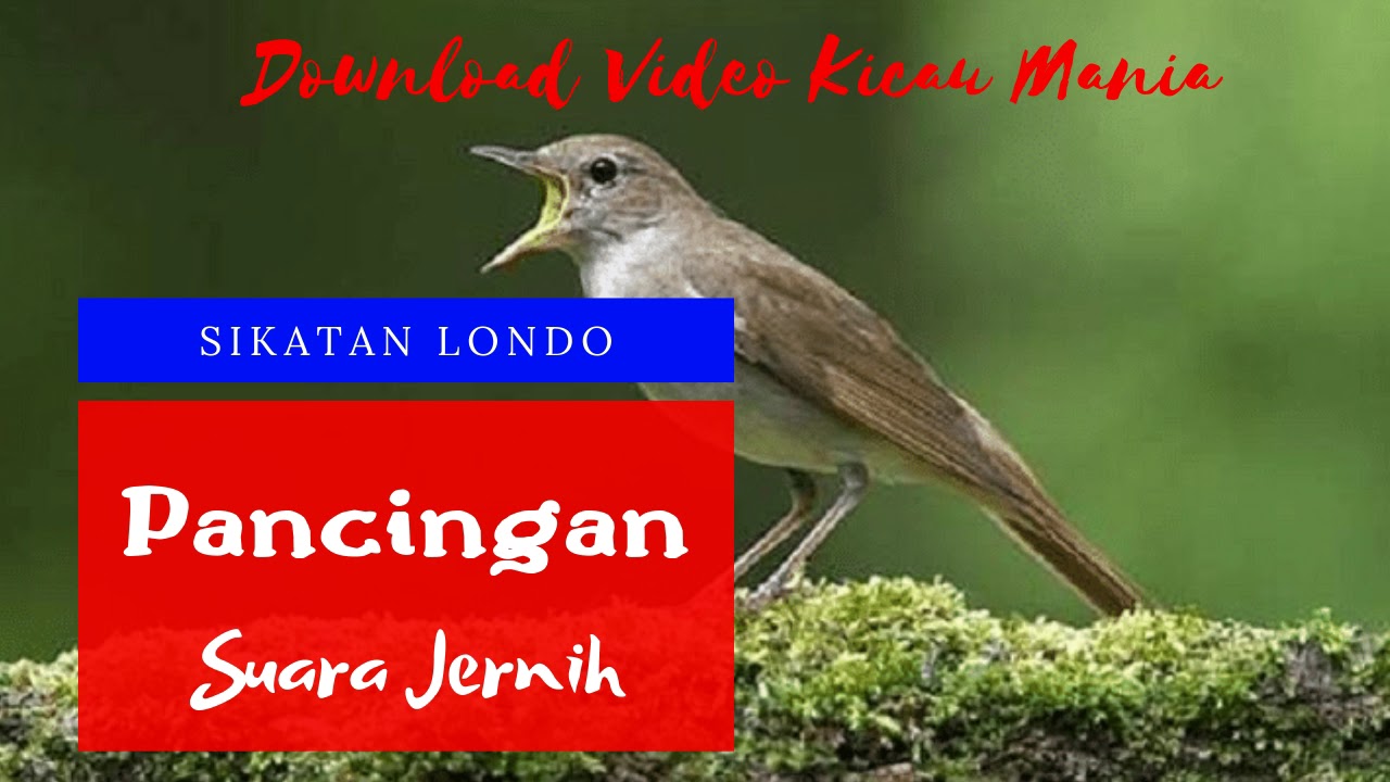 Masteran Sikatan Londo Gacor Sikatan Londo Durasi Panjang Mp3