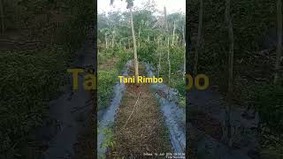 🔴 untung besar tanam alpukat sistem tumpang sari 🌲