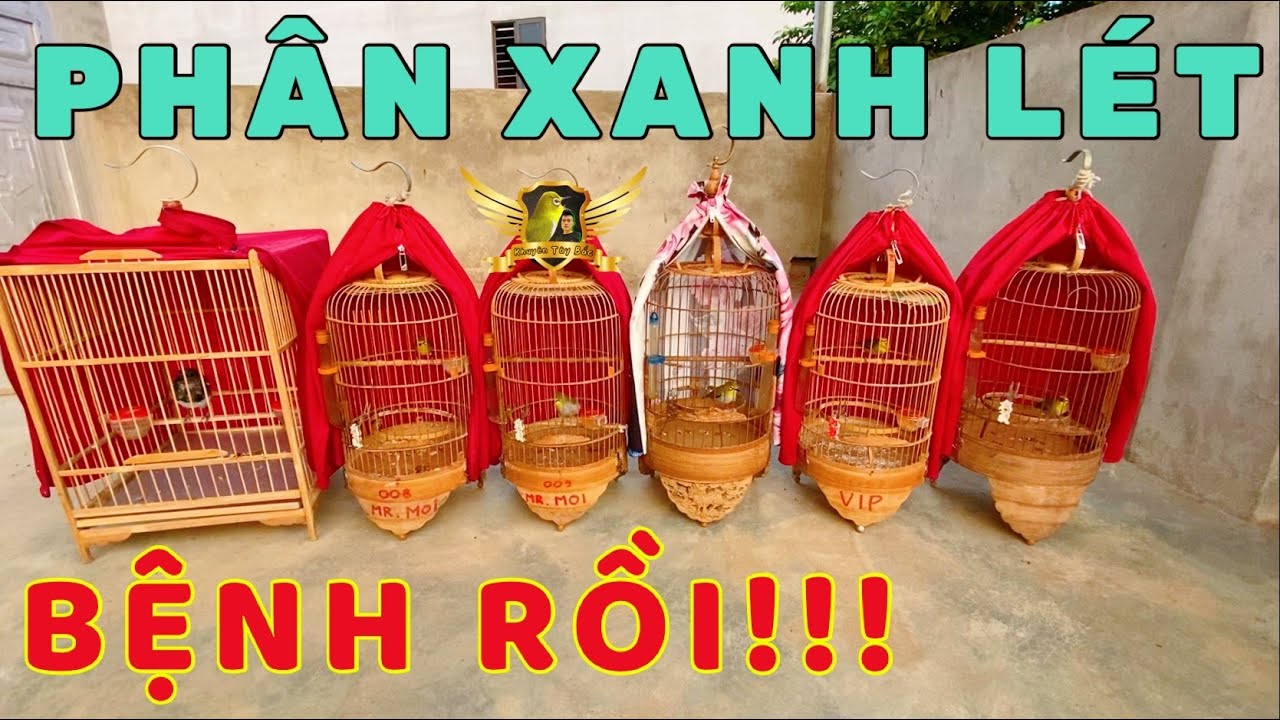 Chim Khuyên Bị Phân Xanh Buổi Sáng - Bị Bệnh Rồi? - Pay Attention To The Health Of Ornamental Birds!