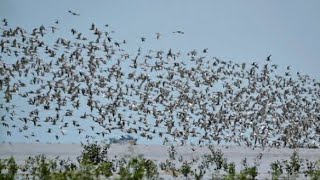 Suara panggil walet paling.  Lulus uji coba. Sp hantu walet