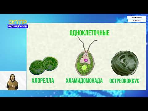 Video: Protista бир клеткалуубу же көп клеткалуубу?