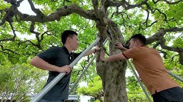 Cây Khế dáng trực cổ 5 bông - một câu chuyện ý nghĩa truyền qua nhiều thế hệ tại vườn Bill Nguyễn