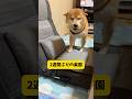 ずーっと楽しい時間だったね😆✨#柴犬 #豆柴 #shibainu #犬 #犬のいる暮らし #shortsのサムネイル