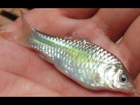 CARA BIKIN UMPAN JITU BUAT MANCING IKAN DI SUNGAI