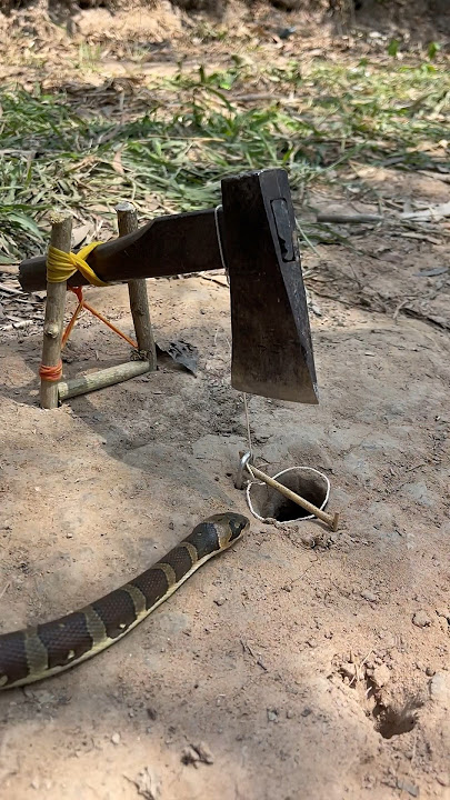 Simple DIY snake trap using Ax #creativesnaketrap #buildsnaketrap