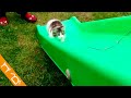 Gatos Divertidos Jugando En Resbaladillas Y Parques | Videos Graciosos De Gatos