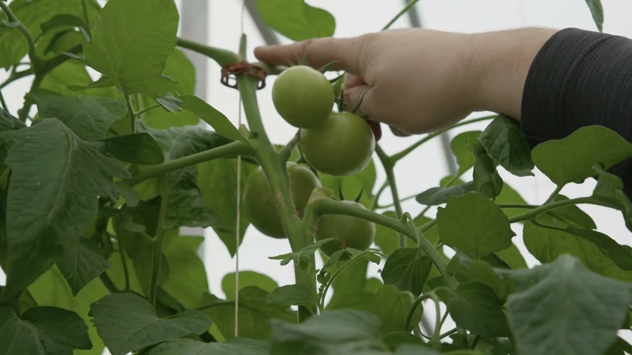 Hydroponic Tomato Crop Termination | CropKing Inc.