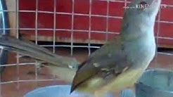 Suara ciblek betina - Durasi: 1:01. Suara ciblek betina - Durasi: 1:01.