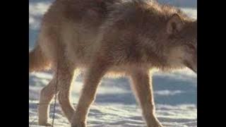 Avec les loups