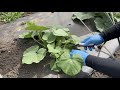 カボチャの育て方は最初が肝心・親ヅル摘芯と子づる２本仕立てのやり方　21/5/10