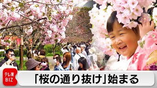 「桜の通り抜け」始まる　141品種を満喫（2024年4月5日）