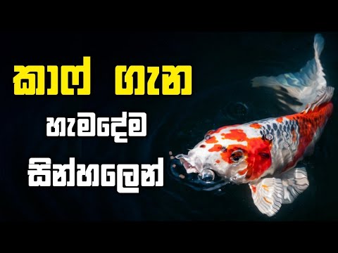 කාෆ් මසුන් ගැන සින්හලෙන් | carp fish care in sinhala | Shagee - YouTube