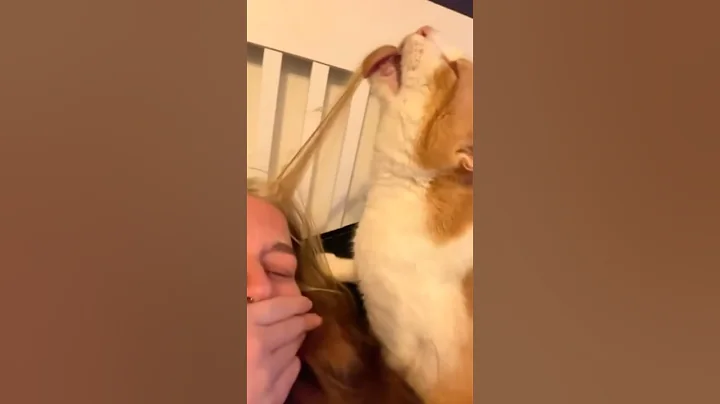 Video 11718121: funny cat compilation, ginger funny cat, enjoy funny cats, cat pure