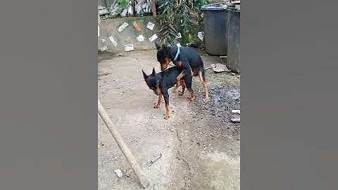 funny cute minni pinscher first time meet - DayDayNews