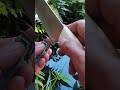 Super Sharp Knife in 5 Seconds! 🔪⚡