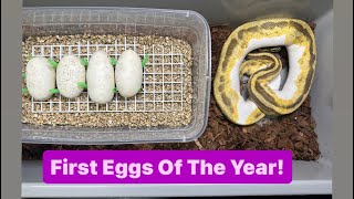 BALL PYTHON LAID EGGS !!!! Snake tips for breeding pythons !!