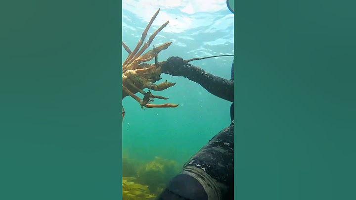 GIANT NEW ZEALAND LOBSTER.. #chathamislands #shorts