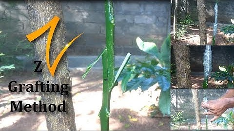 Z Grafting Easy Method | Grafting Citrus with the z Grafting Technique//GREEN PLANTS