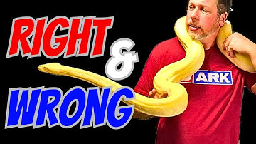 Snake Handling: Safe Methods And Common Mistakes
