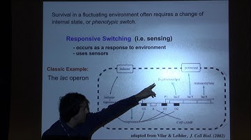 Memory in Bacterial Adaptations to Fluctuating Stress - Edo Kussell